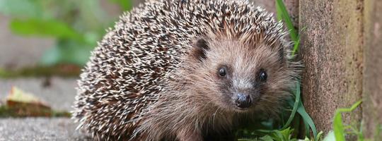 igel
