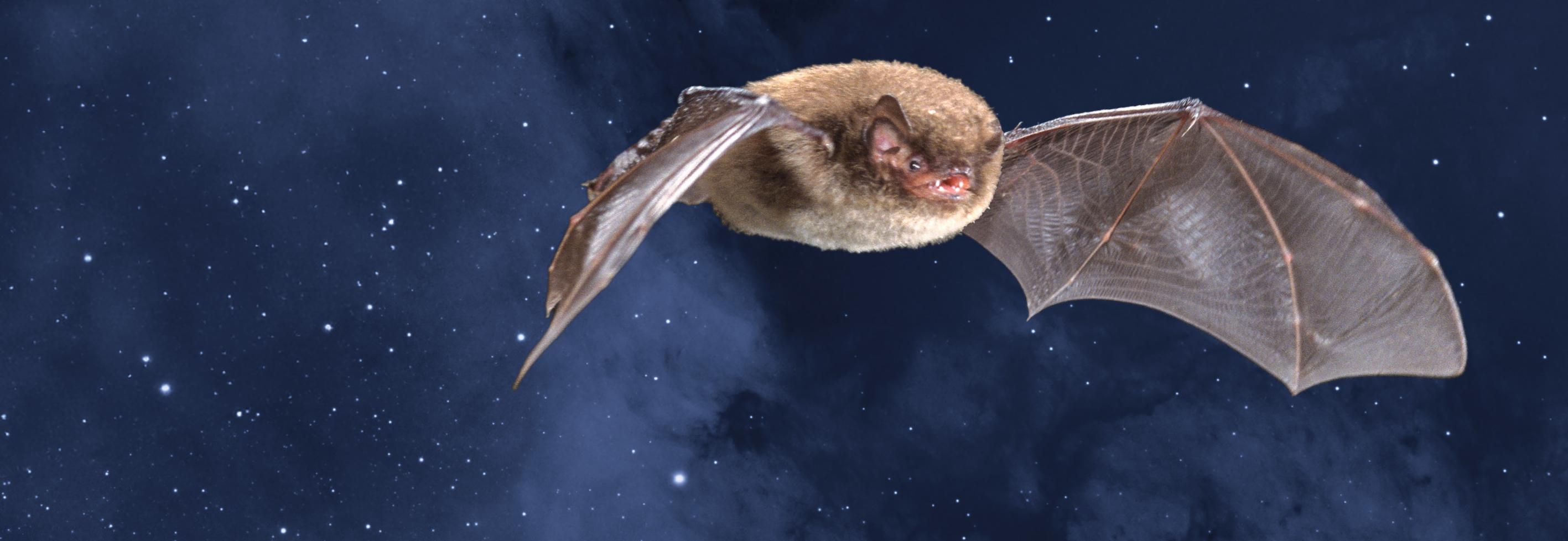 Fledermaus vor Sternenhimmel
