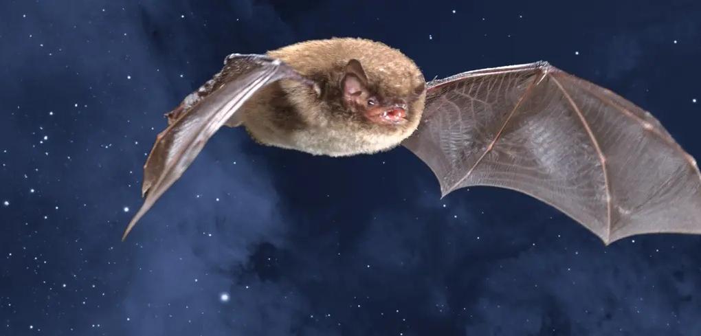 Collage mit Wasserfledermaus