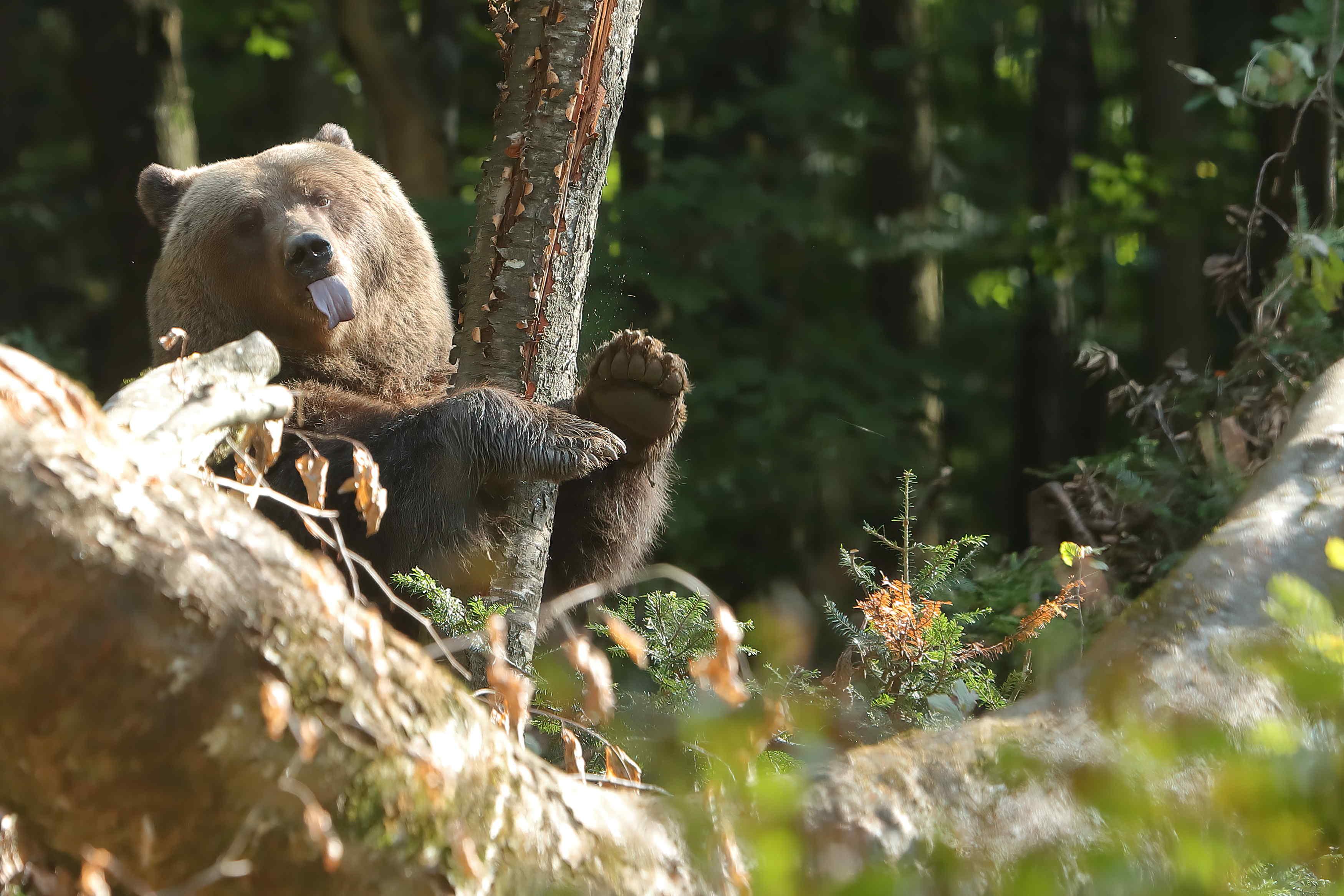 Stiftung Wildnispark