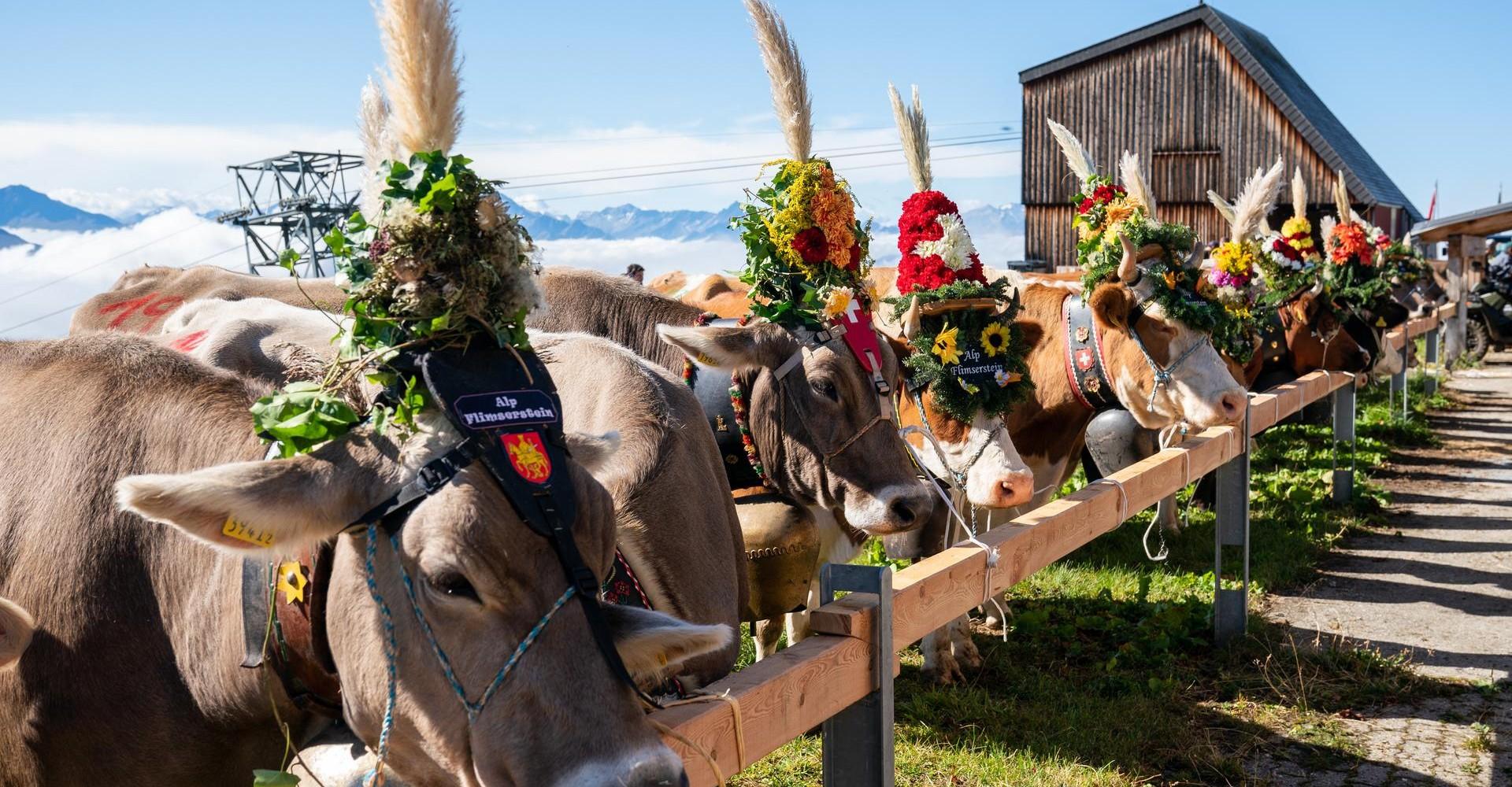 Banner 1