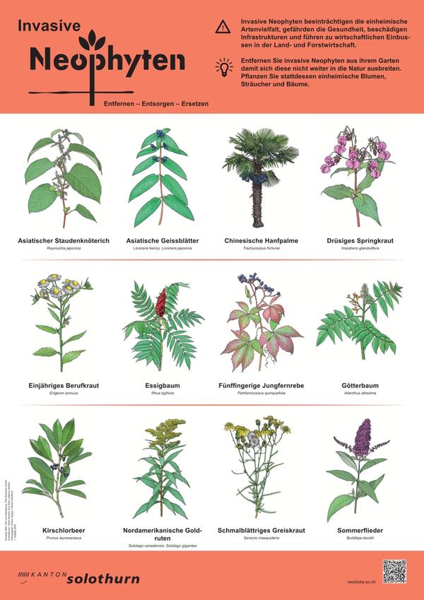 Invasive Neophyten breiten sich rasch aus und verdrängen einheimische Arten. 