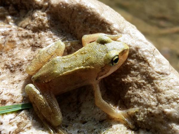 Frosch auf Stein