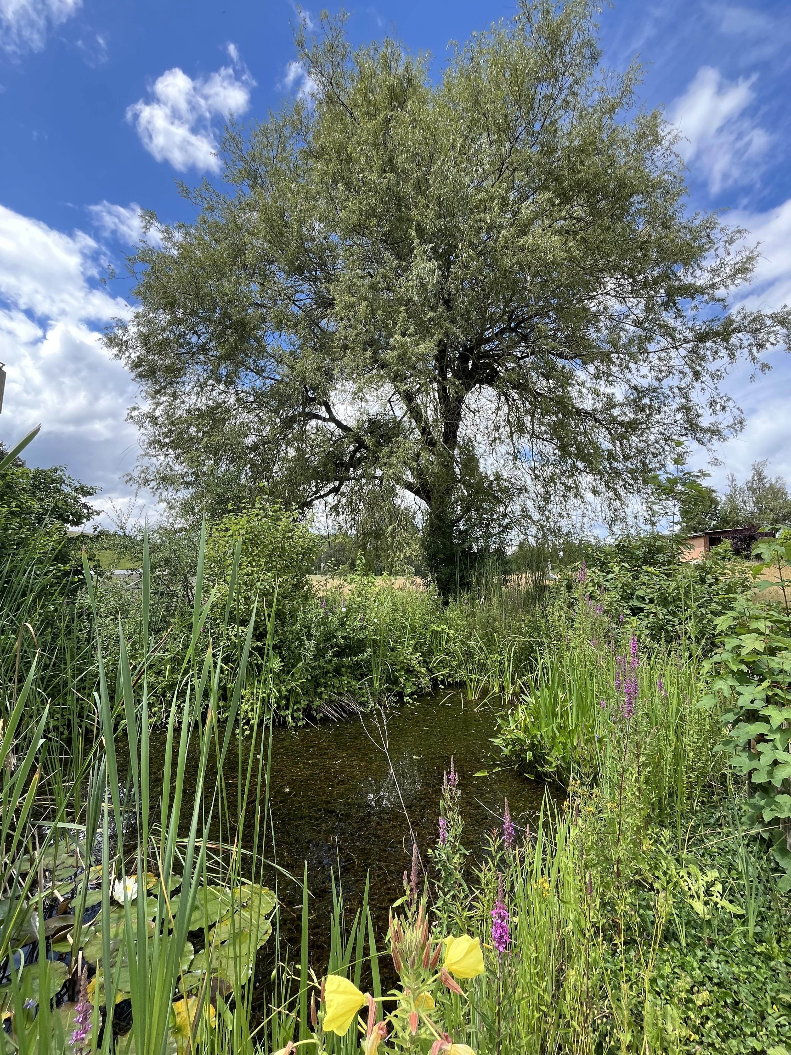 Weide Teich