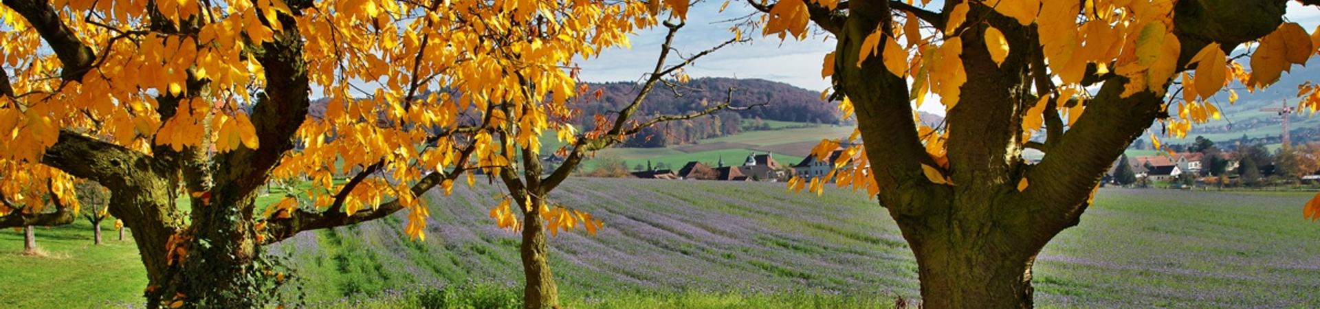 Herbst 1