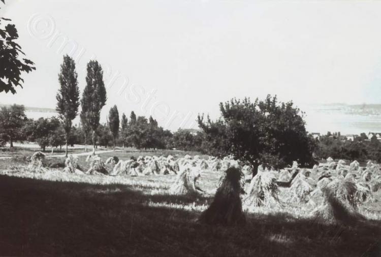 links: Strasse Schönenbaumgarten - Scherzingen