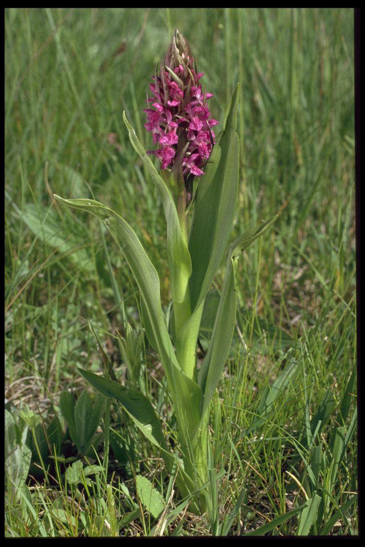 Fleischrotes Knabenkraut; Foto Hans Sigg