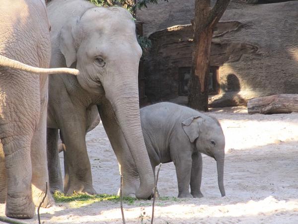 Elefanten im Zoo