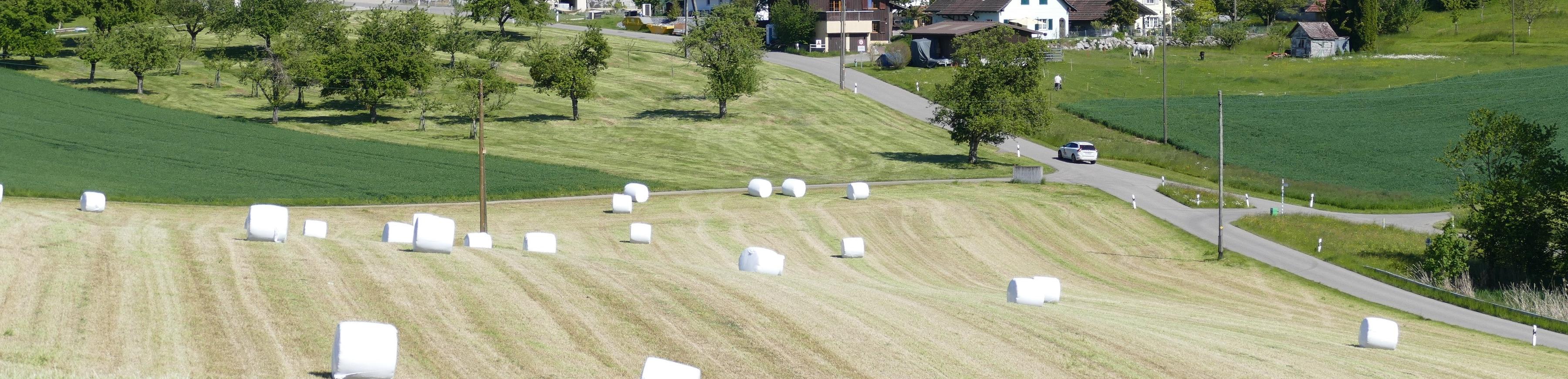 Wiesendangen