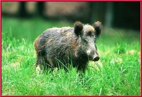 Wildschwein in der freien Wildbahn