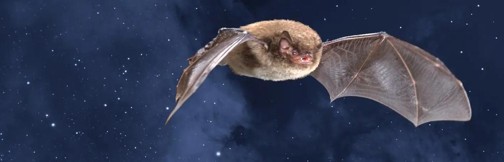 Collage mit Wasserfledermaus