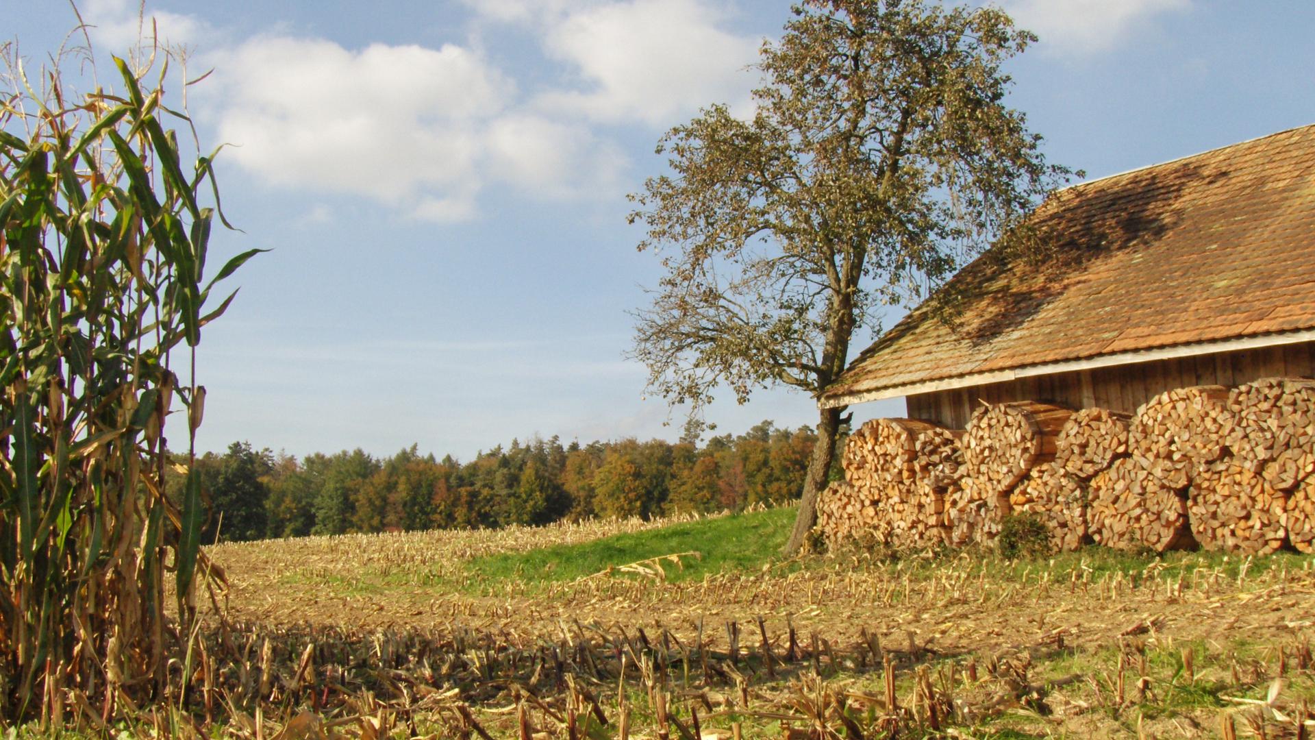 Maisfeld geerntet