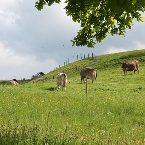 Frühling4
