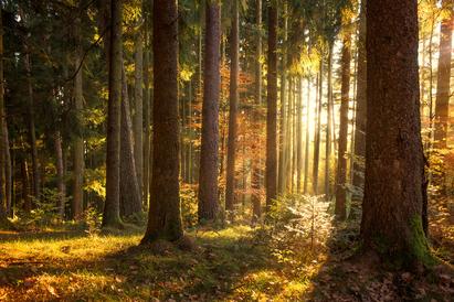 Wald