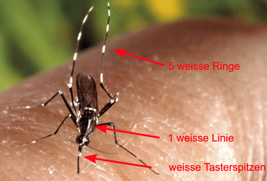 Asiatische Tigermücke