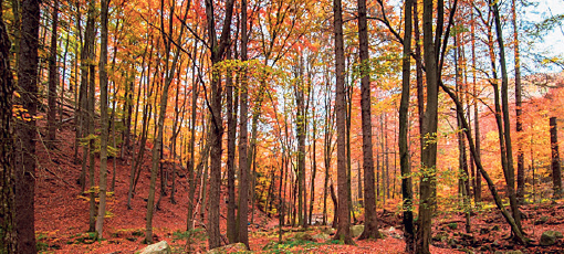 Wald Herbst