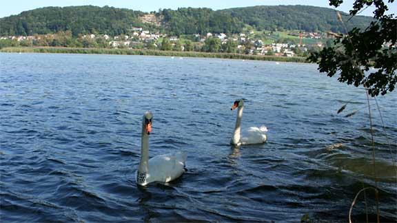 Klingnauer Stausee