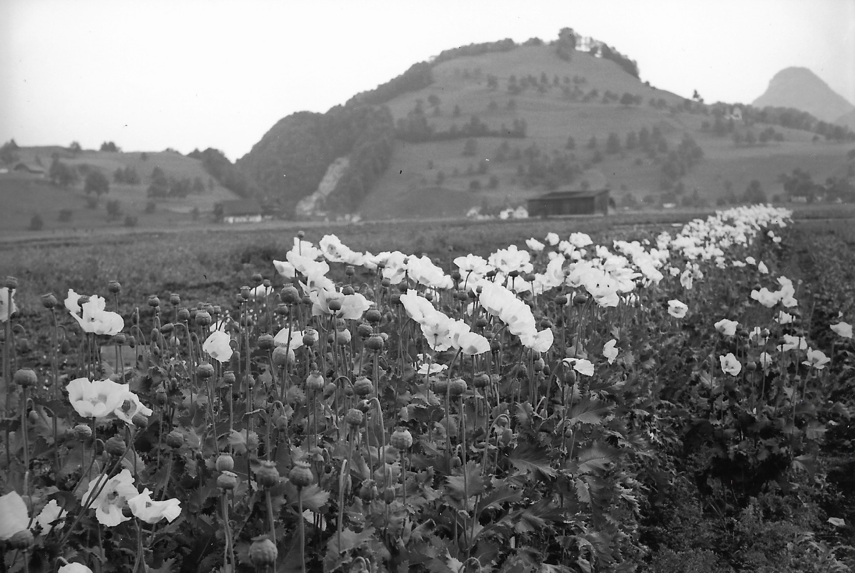 Während des Zweiten Weltkrieges blühte Mohn auf dem Drachenried