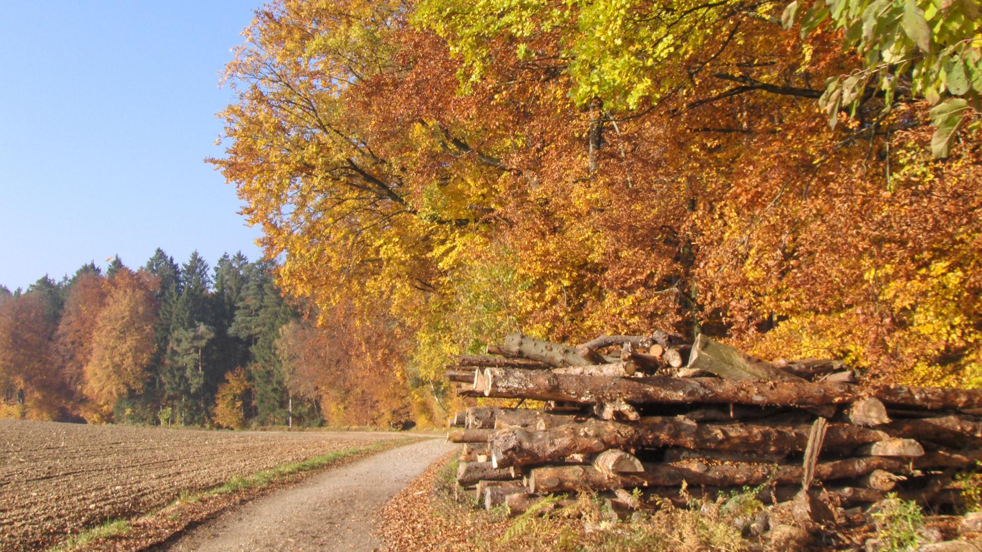 Holzstapel am Waldweg