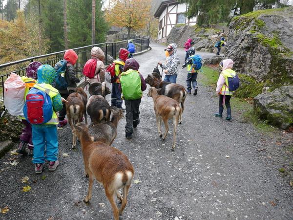 Die SuS sind im Regen mit den Mufflons und Geissen auf dem Weg durch den Tierpark
