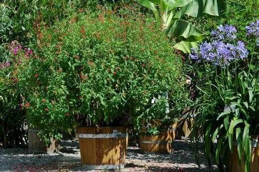 Auf der Suche nach geeigneten Pflanzen erhielt der Schlosspark 1990 aus der Staudengärtnerei Frei in Wildensbuch verschiedene Stecklinge, darunter die aus Mexiko stammende Salvia heerii, eine wunderbare Kübelpflanze. Eine grosse Liebe für die Salvien begann.
