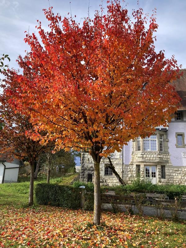 Ein Kirschbaum im Zentrum von Effretikon