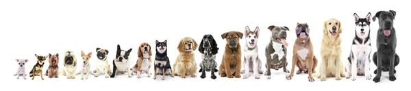 chiens