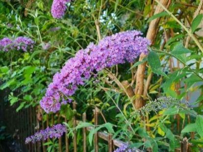Sommerflieder
