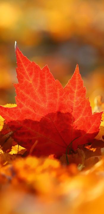 Herbstliches Laub am Boden