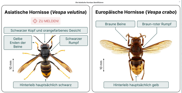 Asiatische Hornisse - Einheimische Hornisse