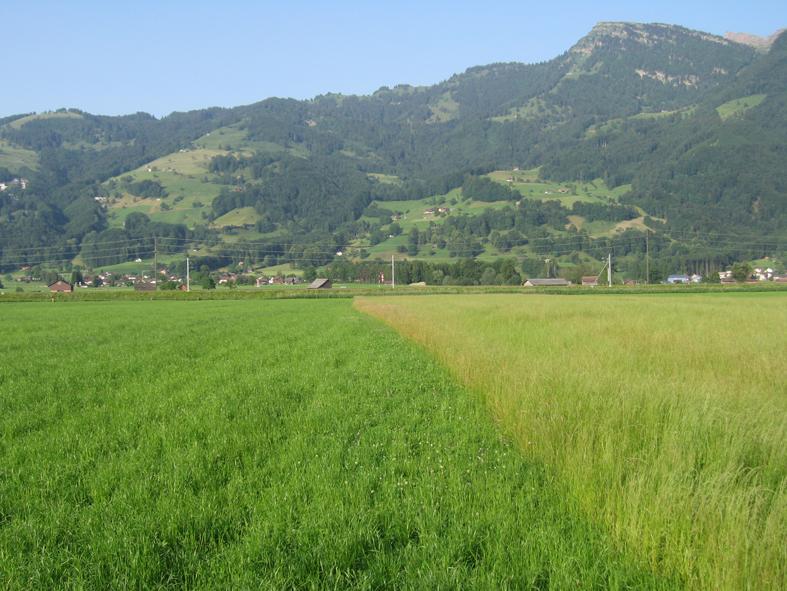Später Schnitt