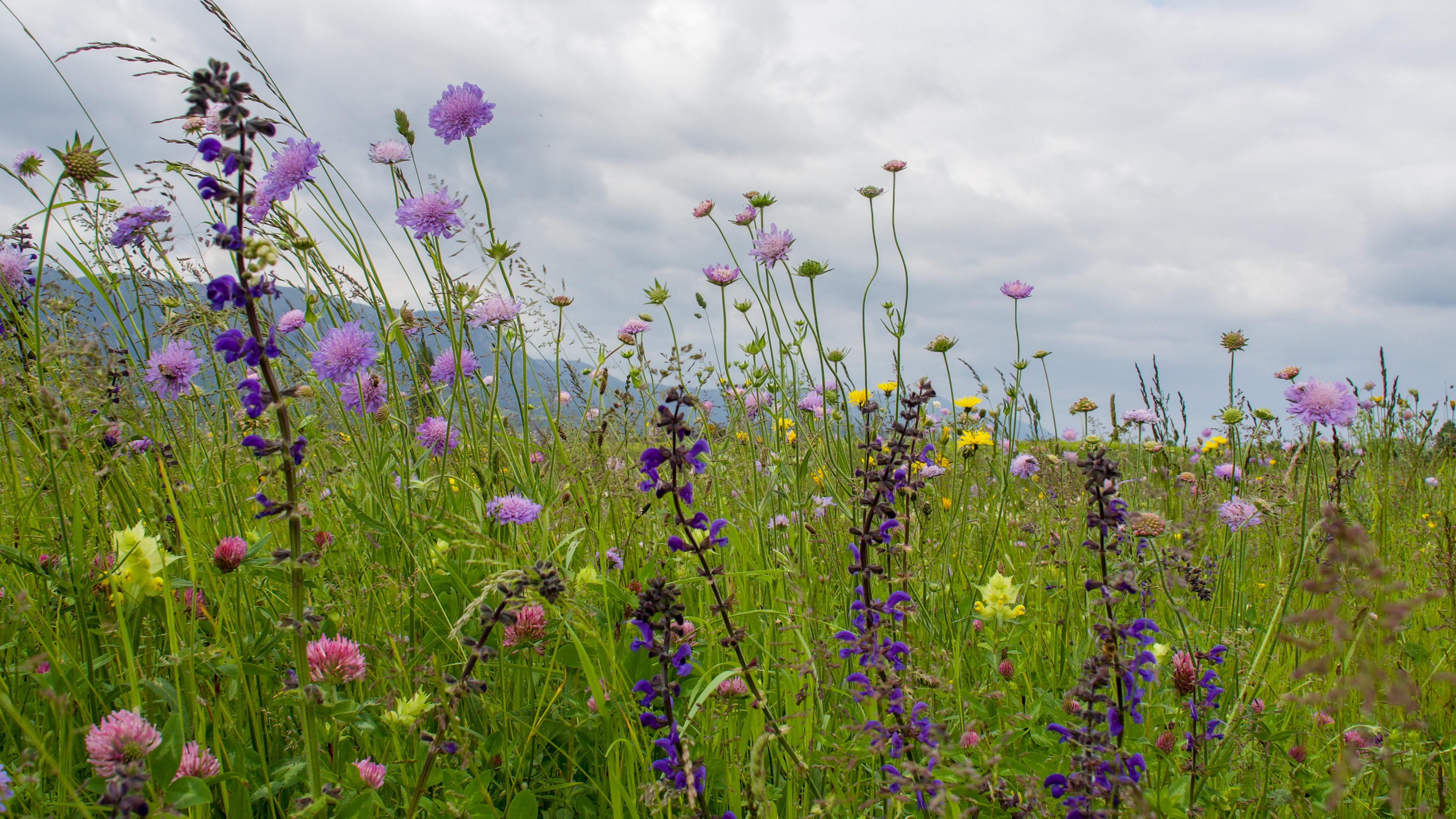 Blumenwiese