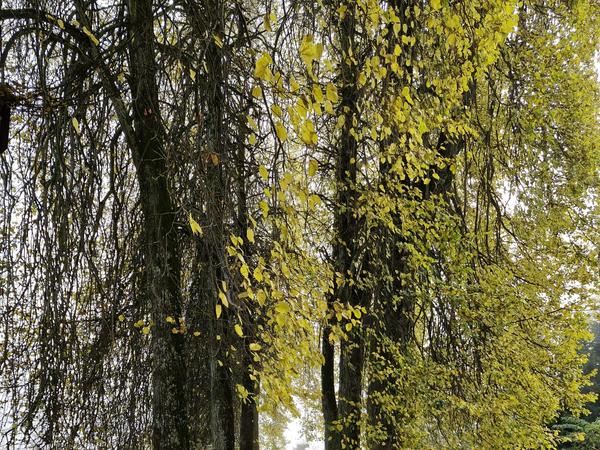 Herbstwanderung, 17. Oktober 2024