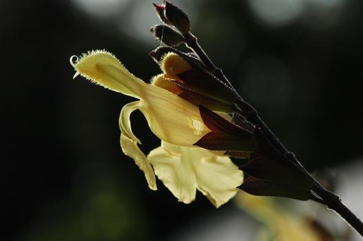 Aus einem Samen der orange-rot blühenden S. microphylla ’Cabrillo Sunrise’ keimte im Schlosspark Andelfingen eine Salbei mit gelben Blüten und rötlichen Kelchblättern. Aus Dankbarkeit an das Stifterehepaar heisst die Pflanze: ’Andenken an Alfred und Eugénie Baur’.