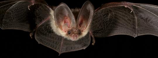 fledermaus
