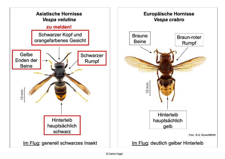 Hornisse