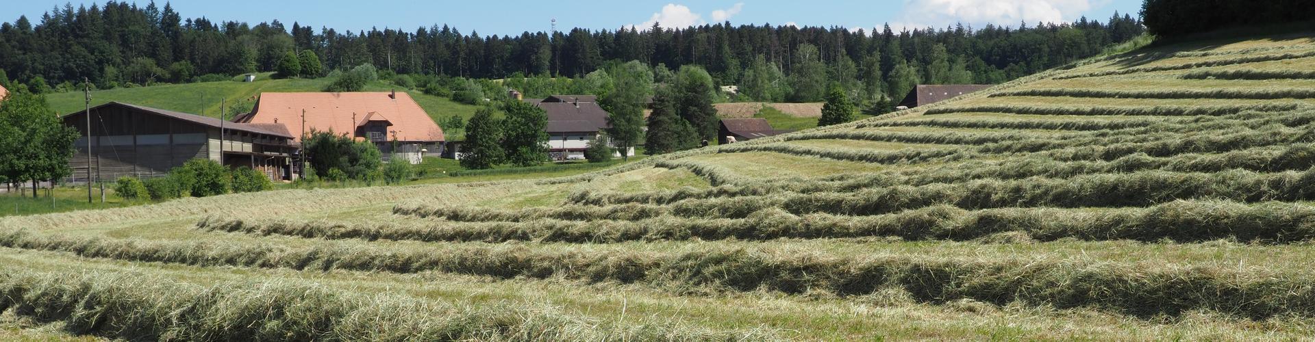 Rumendingen Foto