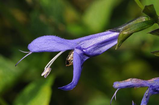 Viele der aus Mittel- und Südamerika stammenden Salvien besitzen lange Blütenkelche. In ihrer Heimat werden sie u.a. von Kolibris bestäubt. Unseren Bienen und Hummeln machen diese engen Blüten etwas Mühe.