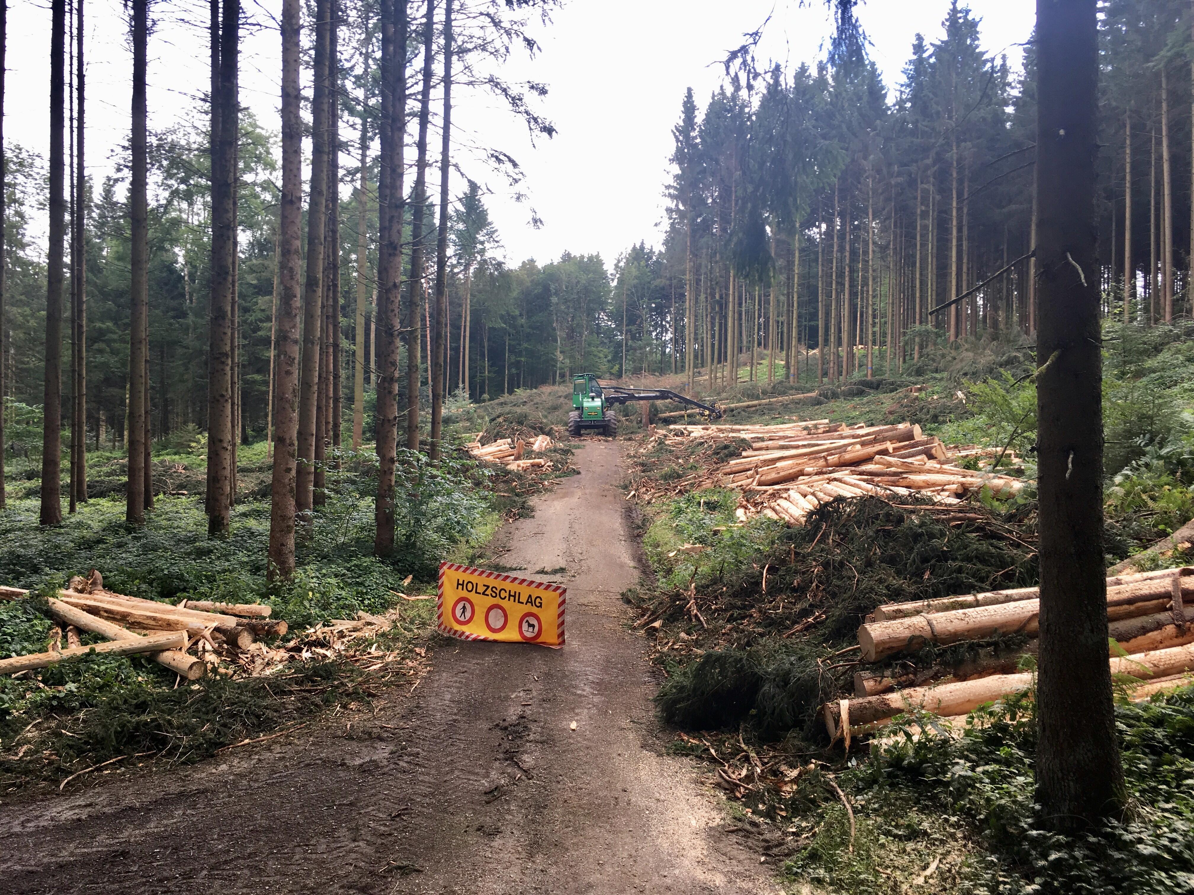 Borkenkäferbefall im 
Forstrevier Thalwil-Oberrieden-Langnau a.A.