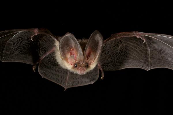 fledermaus
