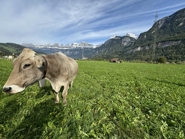 Kuh in Wiese