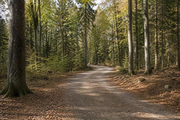 gestresster Wald