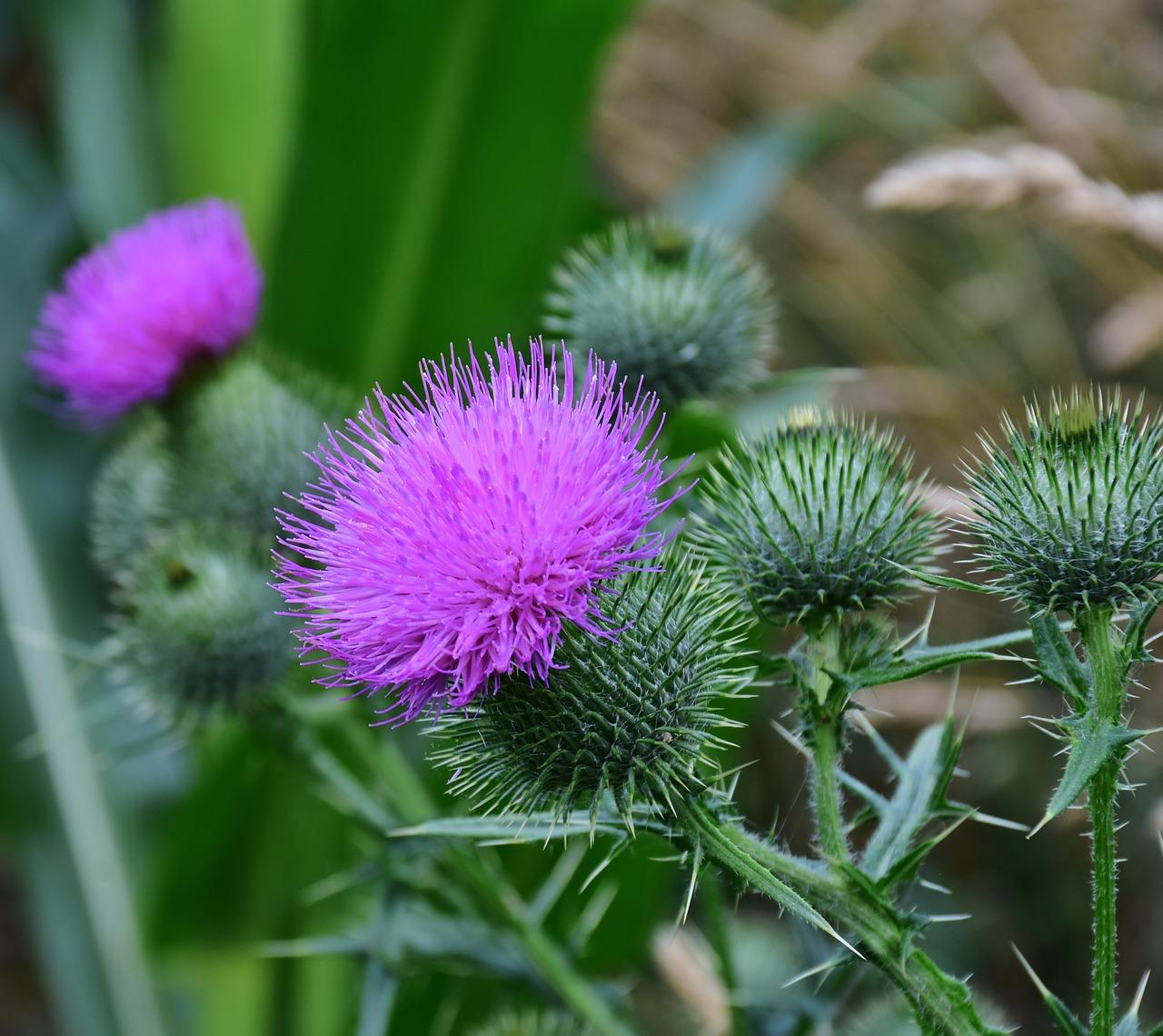 Ackerkratzdistel - Unkraut