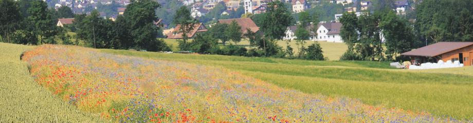 Blumenwiese