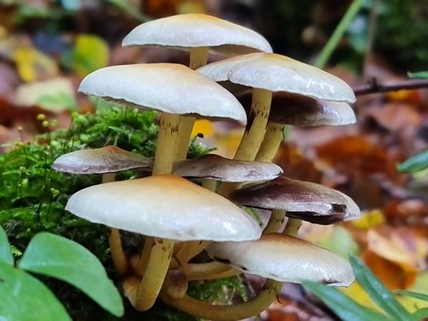 Herbstwanderung