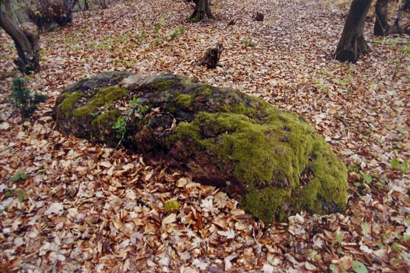 Nadgrobni spomenik koji su naši preci donijeli na ove prostore prije 500 godina.
Grabstein, der unsere Vorfahren vor 500 Jahren hierher brachten.