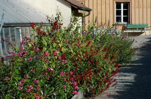 Hinter dem Begriff Salbei versteckt sich eine ungeahnte Vielfalt hunderter Arten und unzähliger Sorten. Den Sommer über bis zum ersten Frost gedeiht und blüht vor dem Treibhaus eine beachtliche Sammlung von nichtwinterharten Salvien.