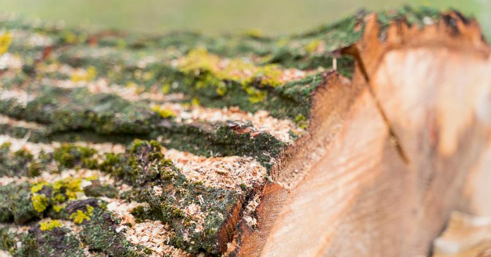 avid de travaux forestiers