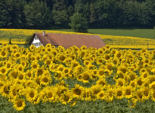 Sonnenblumen