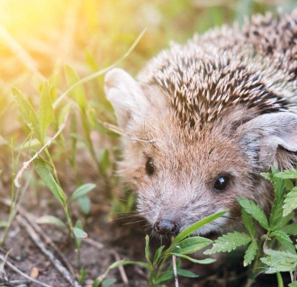 Verletzte oder kranke Igel sollten einer Igel-Fachstelle oder einem Tierarzt übergeben werden.